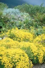 Image result for Cineraria mazoensis
