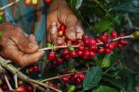 Ethiopia 6 mio 7 indonesia 13 mio bags Tackling Global Coffee Sustainability Crises Requires The Entire Sector To Step Forward Rainforest Alliance For Business
