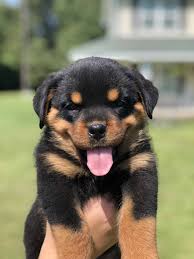 Security and loyal family pets. Male Rottweiler Puppies Off 66 Www Usushimd Com