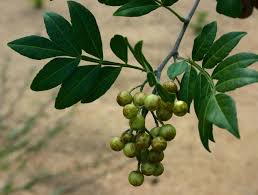 Image result for Harrisonia