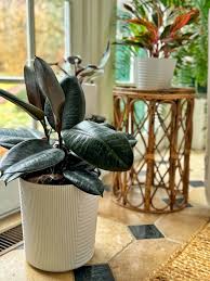 Image result for Ficus elastica