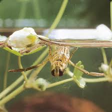 Image result for Notonectidae