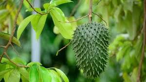 Cara mengusir semut agar tidak datang lagi buat jangka masa yang lama dan selamat tanpa menggunakan racun semut yang merbahaya! 8 Cara Semulajadi Halau Lipas Sedang Berpesta Di Kereta Anda