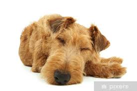 Image result for irský teriér