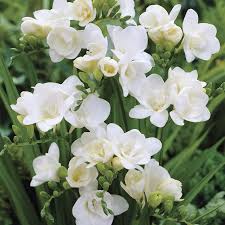 Image result for Freesia grandiflora