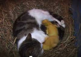 Dalam periode tersebut, terdapat banyak perubahan yang harus dipahami, seperti kutipan dari proplan. Ciri Ciri Kucing Hamil Dan Melahirkan Binatang Peliharaan