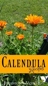 Calendula Herbal Recipes For Health Gifts Preparednessmama Herbs Herbalism Healing Herbs