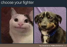 Choose Your Fighter Funsubstance Animal Instagram Funny Pictures Funny Animal Videos