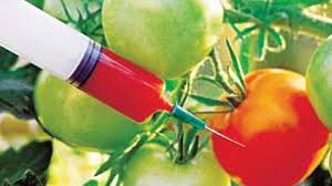 Genetic modification is the process of altering the genetic makeup of an organism. Genetically Modified Crops Need Detailed Evaluation Say Doctors
