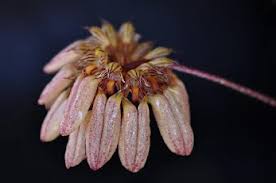 Image result for Cyrtorchis neglecta