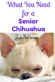 What You Need For A Senior Chihuahua Chihuahua Puppies Baby Chihuahua Chihuahua