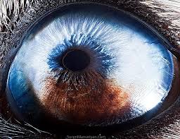 Extreme Close Ups Of Animal Eyes Macro Photography Eyes Eye Photography Human Eye