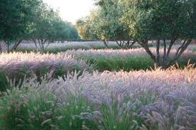 Luciano Giubbilei Un Architetto Di Giardini Italiano A Londra Design Giardino Giardino Moderno Giardino