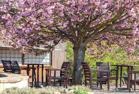 Japanese flowering cherry trees are known by the names 'kwanzan,' kanzan, and 'sekiyama,' but no matter what you call them, one thing doesn't change: Japanese Flowering Cherry Plant Care And Growing Guide