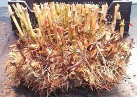 Miscanthus × giganteus, also known as the giant miscanthus, is a sterile hybrid of miscanthus sinensis and miscanthus sacchariflorus. 3 A Clump Of M X Giganteus Rhizomes Download Scientific Diagram