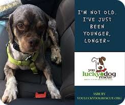 Asbury A Cocker Spaniel For Adoption In Alpharetta Ga Who Needs A Loving Home Cocker Spaniel Adoption Spaniel