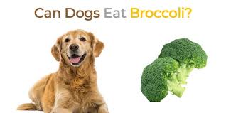 First off, it should be made clear that the decision is up to you about whether to feed your dog raw broccoli or cooked broccoli. Can Dogs Eat Broccoli Pets Guided