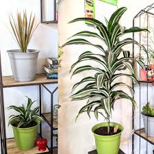 Check spelling or type a new query. My White Jewel Has Grown More Than Any Other Plant To Date The Pic On The Left Was Taken In Jan 2019 The Pic On The Right Was Taken Today I Have