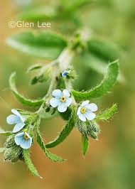 Image result for Blumea squarrosa