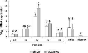 Hepatic Vtg expression in females of Mugil curema during ovarian...
