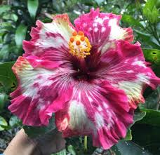 È uno dei fiori più importanti della hawaii, tanto da essere scelto come simbolo dello stato. Hibiscus Wild Allure Fiori