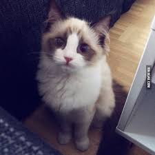 I Swear She Thinks She S A Princess Cute Cat Memes Funny Cat Images Funny Cat Memes