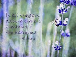 Bee And Lavender With Quote Photograph Lavender Quotes Flower Quotes Quotable Quotes