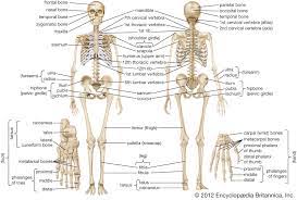 The inner bone is the tibia, or shinbone, which supports most of a person's weight when standing. Human Skeleton Parts Functions Diagram Facts Britannica