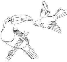 Beautiful Toucan Coloring Page Of Bird Flying Coloring Pages Cartoon Coloring Pages Bird Coloring Pages