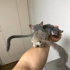 Moholi in a highly fragmented habitat in the southernmost part of its natural distributional range in south africa. Bush Baby For Sale Buy Lesser Bush Baby Bushbabies As Pets