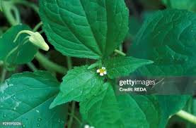 Image result for Galinsoga parviflora