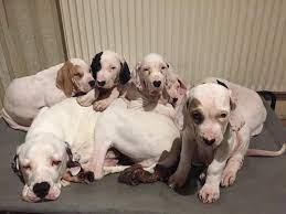 The bully kutta is a sort of huge canine that began in the indian subcontinent, going back to the sixteenth century. Bully Kutta History Temperament Care Training Feeding Pictures
