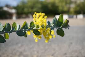 Image result for Acacia podalyriifolia