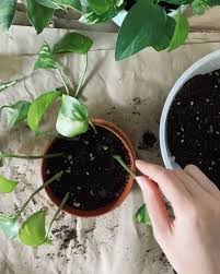 Bird Of Paradise Water Propagation Plants Watercolor On Instagram New Experiment Propagating Pothos Cuttings Direct In Soil As We All Know Water Pro In 2020 Plants Watercolor Plants Water Plants