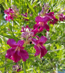 Image result for Priva flabelliformis