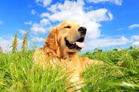 Maybe you've switched your diet, or started practicing yoga, going to the chiropractor, or getting acupuncture treatments. How Holistic Care Can Help Your Dog American Kennel Club