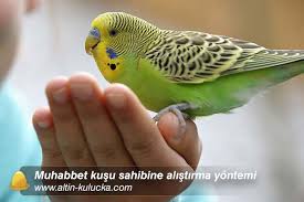 muhabbet kusu ele alistirma muhabbet kusu bakimi altin kulucka