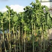 Check spelling or type a new query. Brassica Oleracea Var Longata Jersey Walking Stick Jersey Cabbage Giant Walking Stick Kale Palmifolia Giant Jersey Kale Cow Cabbage Long Jacks Tree Cabbage Care Plant Varieties Pruning Advice