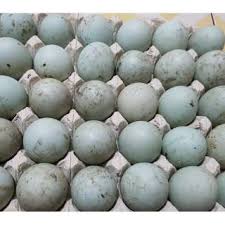 Maybe you would like to learn more about one of these? 10 Butir Telur Fertil Ayam Kampung Sensi 1 Shopee Indonesia