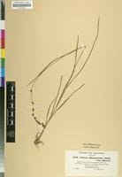 Image result for Scleria bulbifera