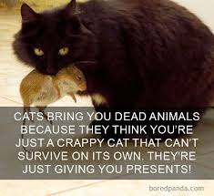 1 some cats may like the juice 2 they know your taste in presents 3 the think their unusual things. Pin On Unconditional Love