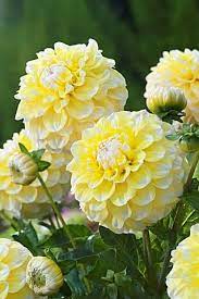 Pin By Julia Macreery On G Plants Individual Beautiful Flowers Flower Garden Flowers