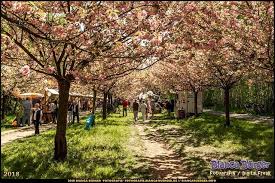 Hanami Am Ehem Mauerstreifen Berlin Teltow April 2018 Hanami Bluesky Teltow Kirschblute Cherryblossom Berlin Instagram Instagram Posts Country Roads