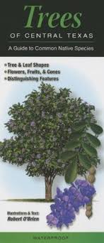 Trees Of Central Texas A Guide To Common Native Species Leaf Identification Tree Identification Leaf Shapes