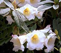 Rhododendron Mi Amor Rhododendron Plant Showy Flowers Fragrant Flowers