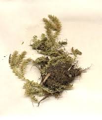 Image result for Selaginella perpusilla