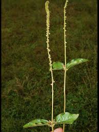 Image result for Cyathula