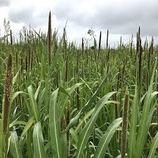 (general american, received pronunciation) ipa(key): Millet Maanav Exports