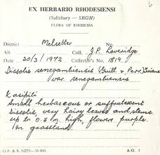 Image result for Antherotoma senegambiensis