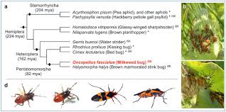 300,000 people in the us already it. Molecular Evolutionary Trends And Feeding Ecology Diversification In The Hemiptera Anchored By The Milkweed Bug Genome Biorxiv